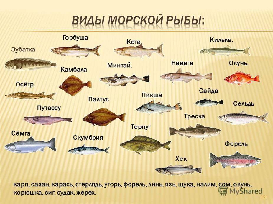 Копченая белая рыба: виды, названия, какую выбрать для приготовления