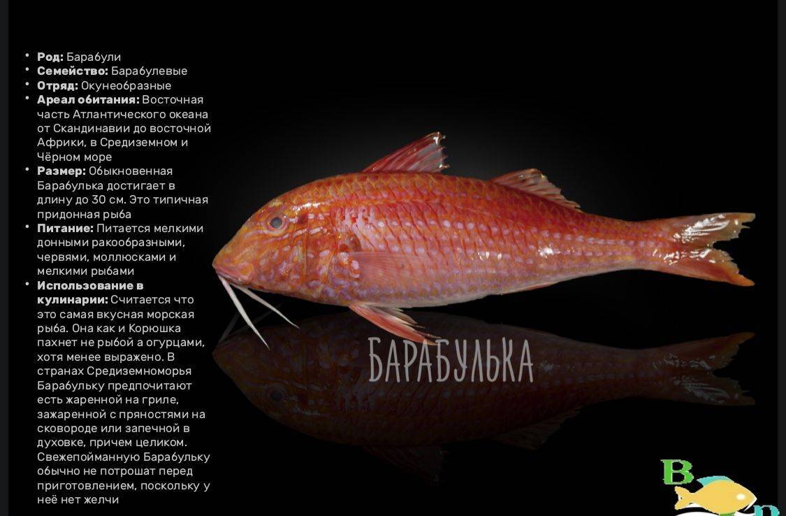 Как выглядит рыба барабулька фото- рецепт пошаговый с фото