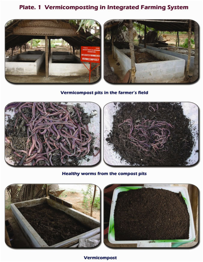 Красный калифорнийский червь. выращивание и разведение дождевых червей. подготовка компоста. получение биогумуса. полезные свойства биогумуса.