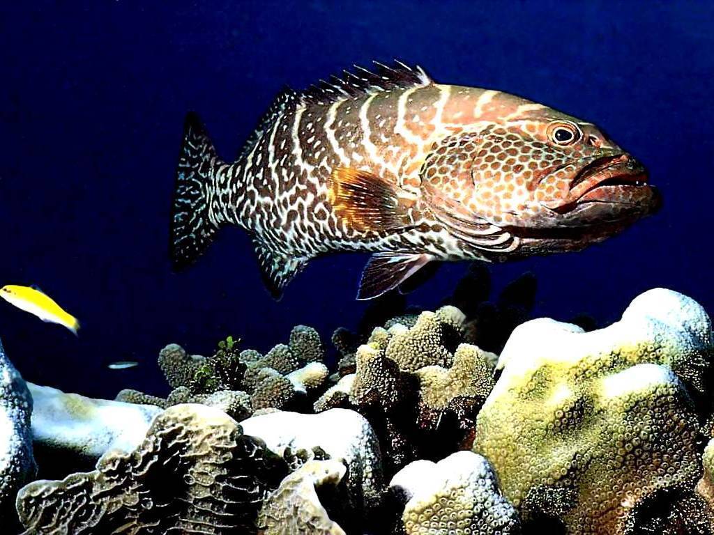 Флорида » групер красный (grouper, red, epinephelus morio)