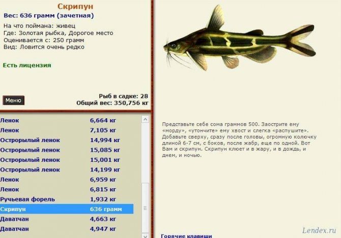 Касатка сиамская: содержание,описание,фото,размножение | аквариумные рыбки
