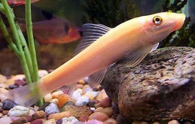 Гиринохейлус (gyrinocheilus aymonieri) - аквариумные рыбки | животный мир на "добро есть!"