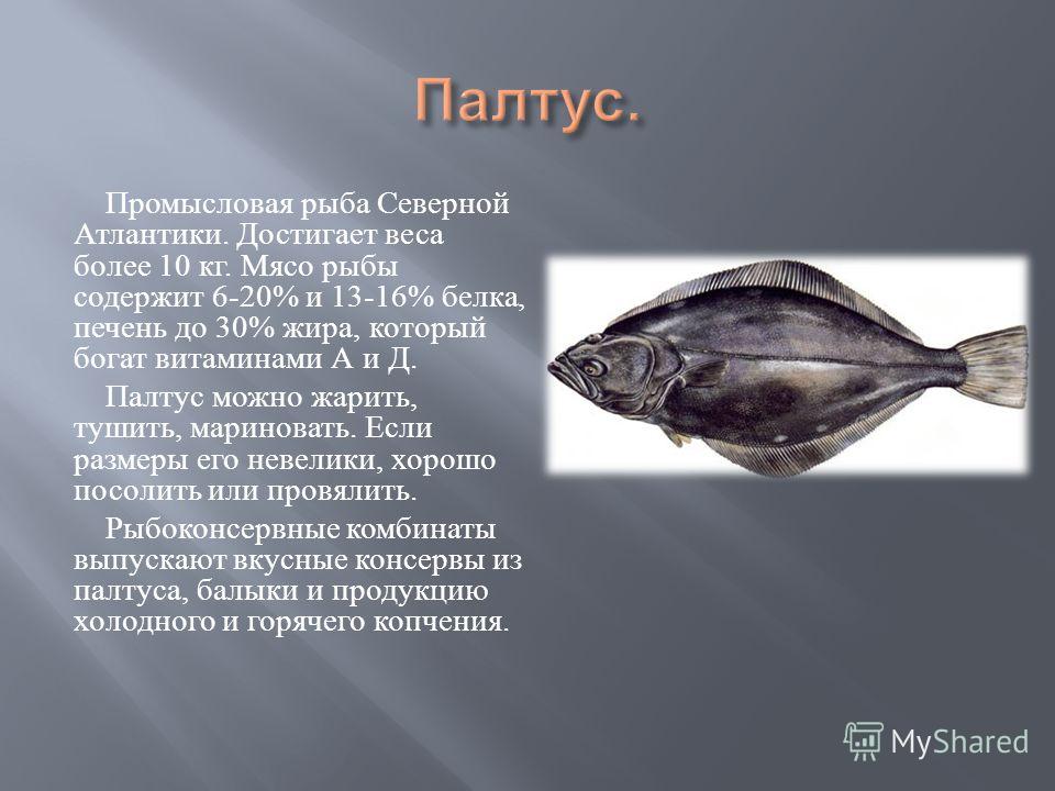 Рыба палтус: описание, фото, польза и вред
