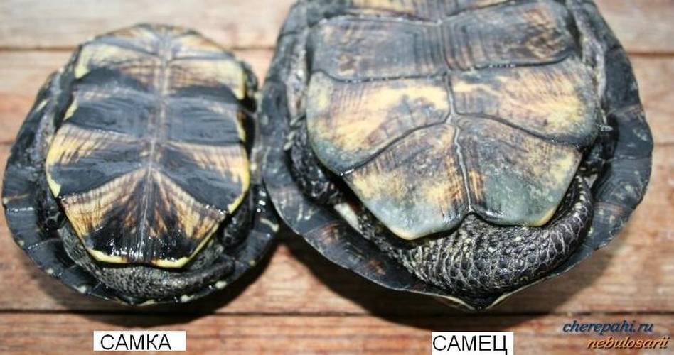 Как посчитать возраст сухопутной черепахи. Как определить возраст красноухой черепахи по строению, размерам и количеству колец