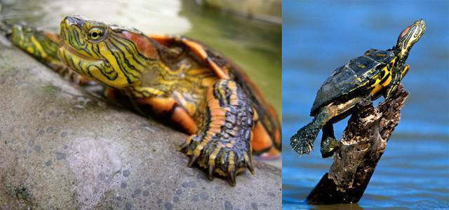 Разбираемся — сколько нужно и какой воды в аквариуме для красноухой черепахи?