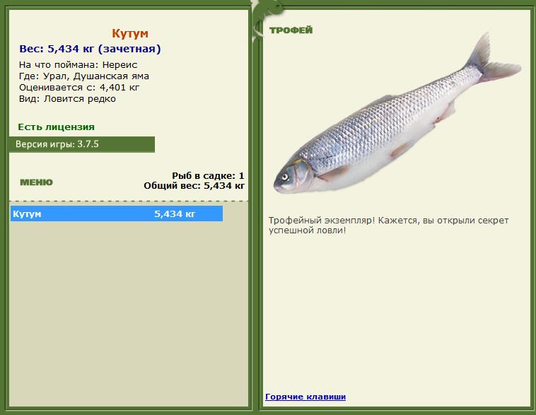 Рыба кутум: места обитания и ловля