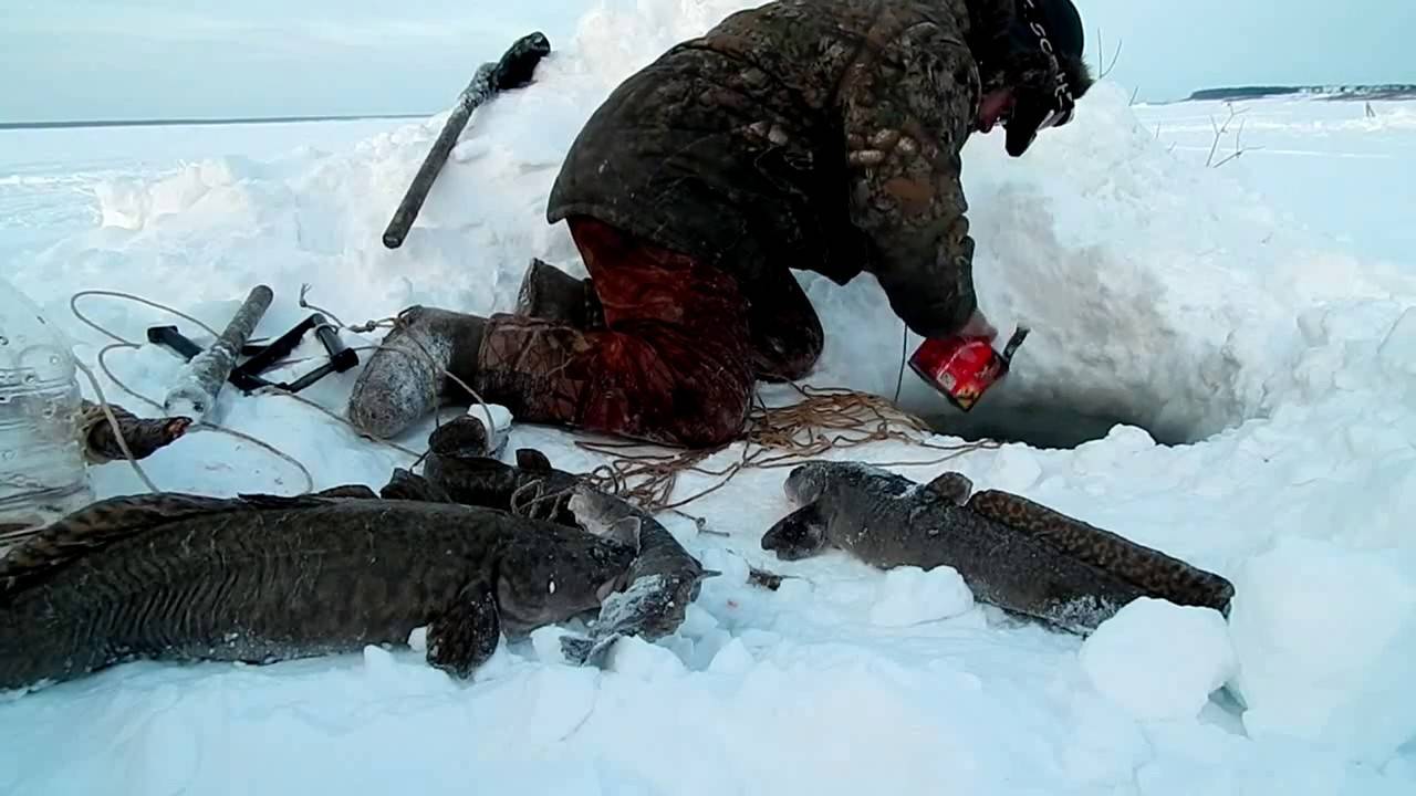 Ловля налима зимой. видео | как нужно ловить?