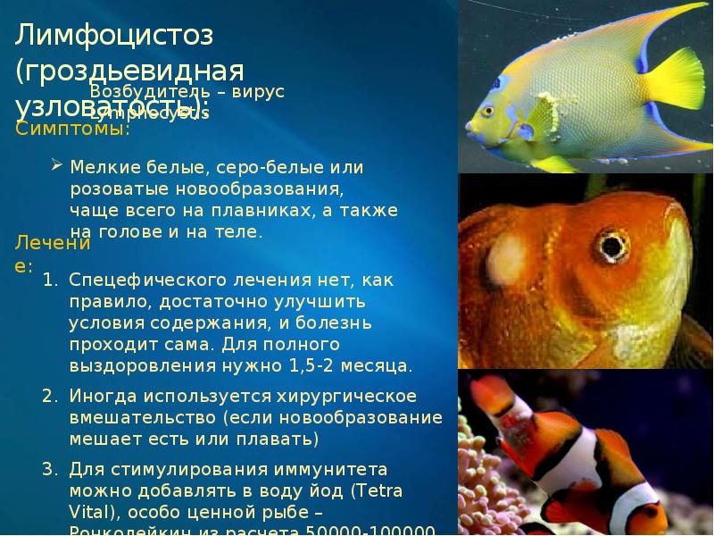 Болезни аквариумных рыбок: внешние признаки, симптомы и особенности лечения заболеваний, фото