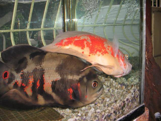 Как спят рыбы в аквариуме ночью и днем, впадают ли в спячку, как выглядят спящие рыбы (фото)?
