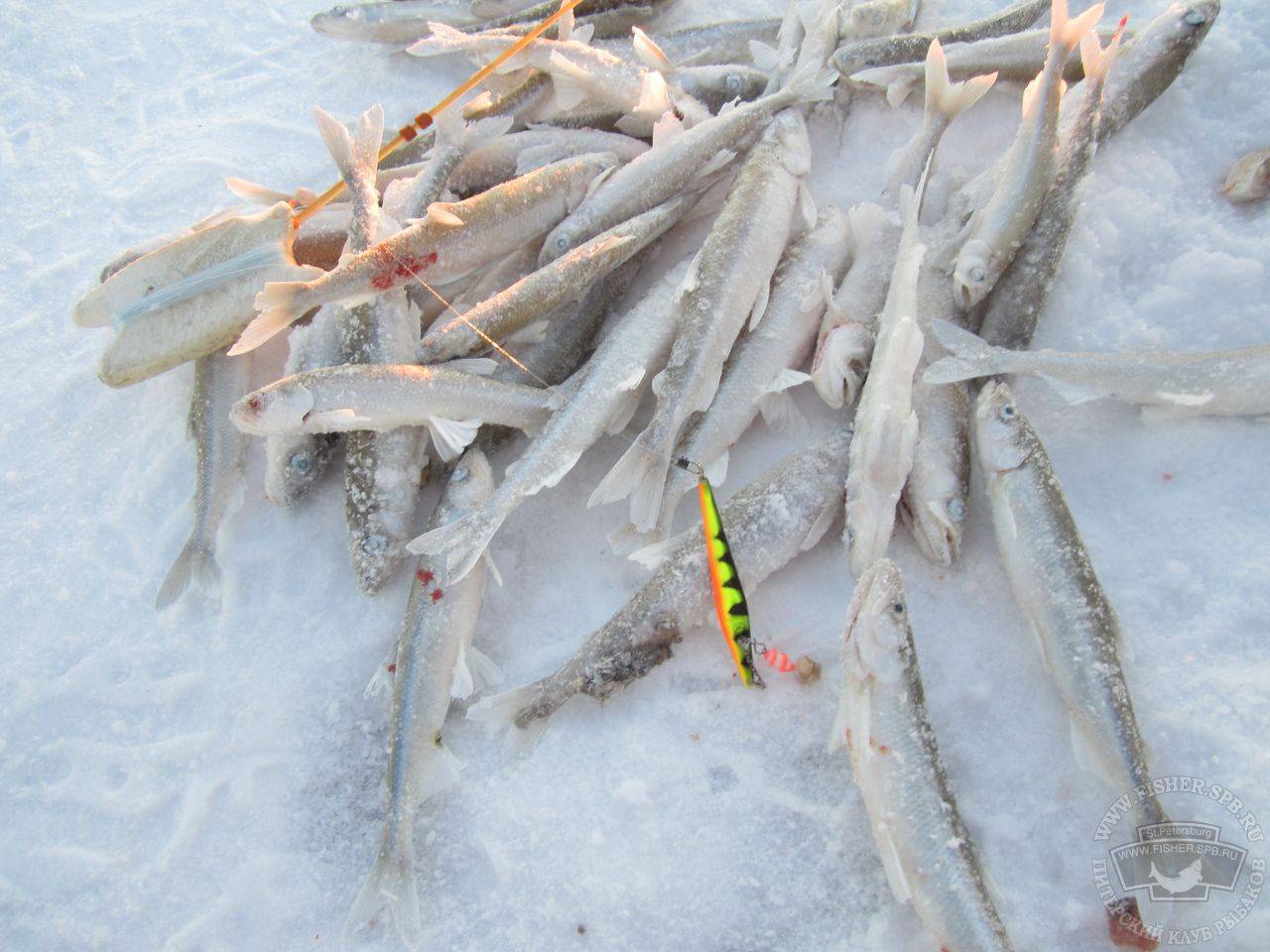 Снасти для зимней рыбалки на корюшку