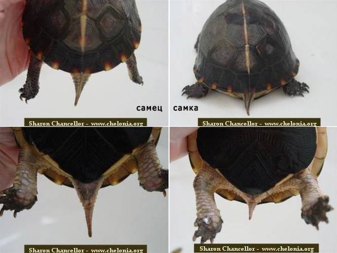 Как отличить черепаху мальчика от черепахи девочки