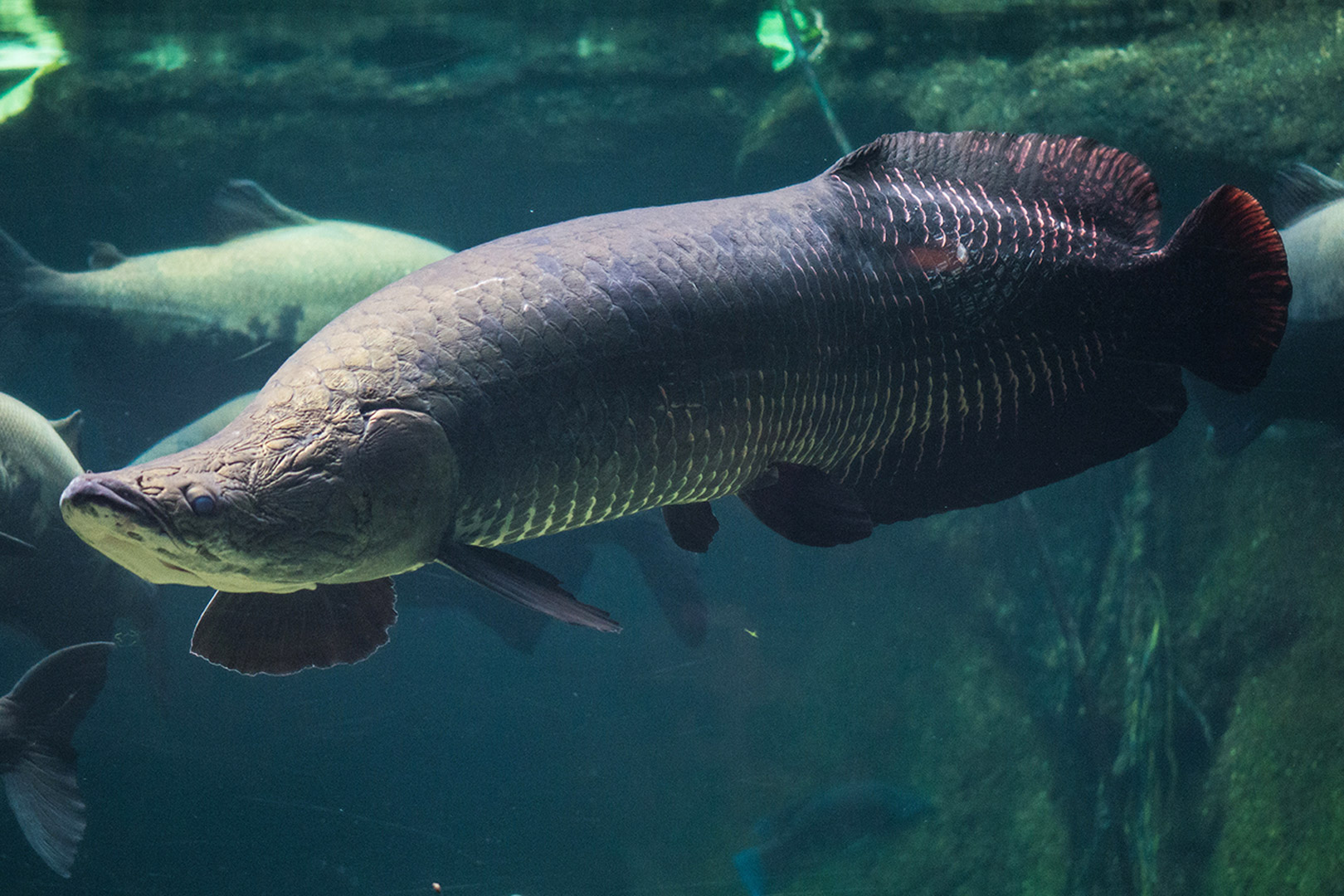 Топ-10 самых крупных рыб в мире: фото, названия