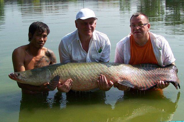 Арапаима: описание рыбы с фото, чем питается, сколько живет