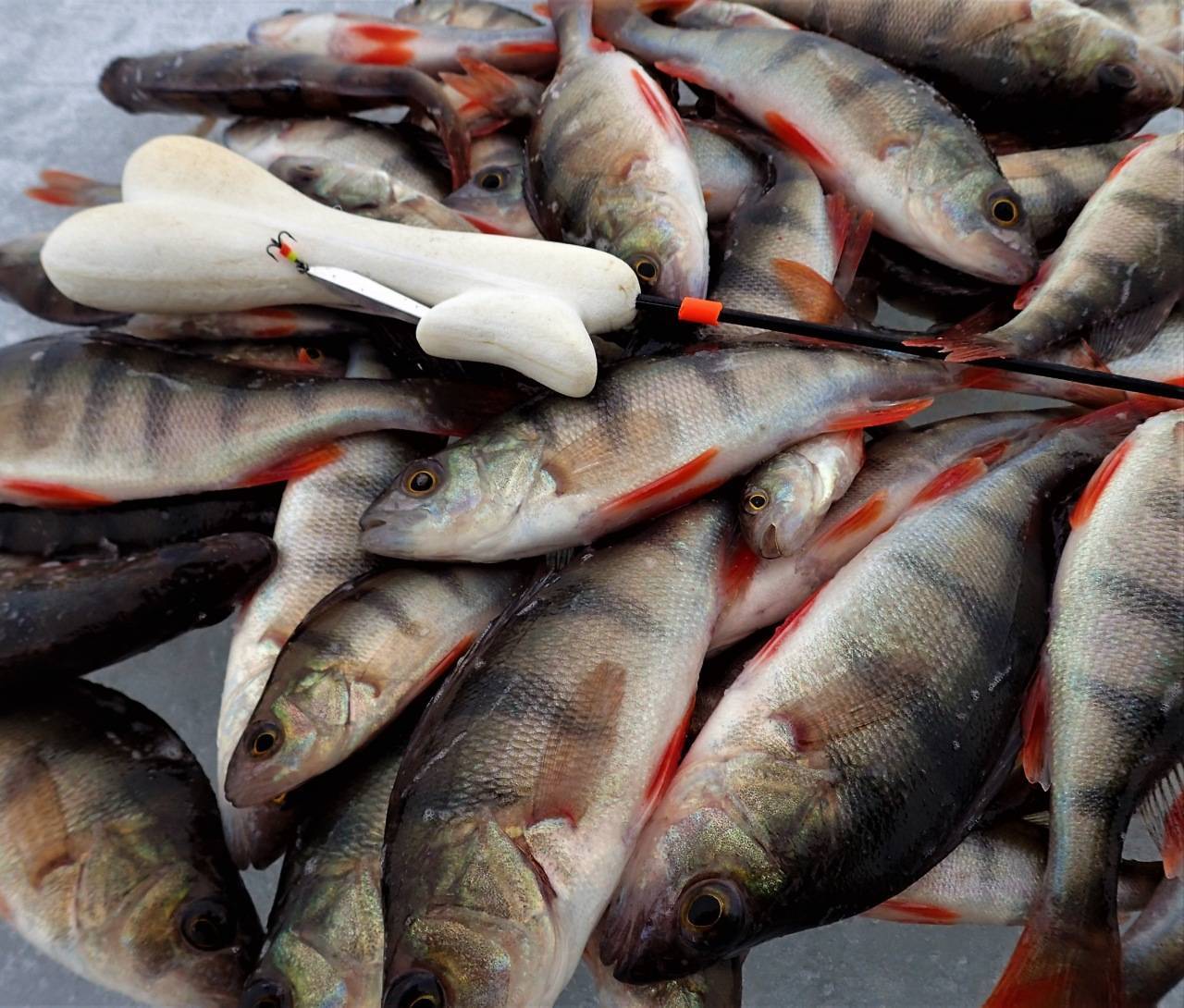 какая рыба водится в азербайджане
