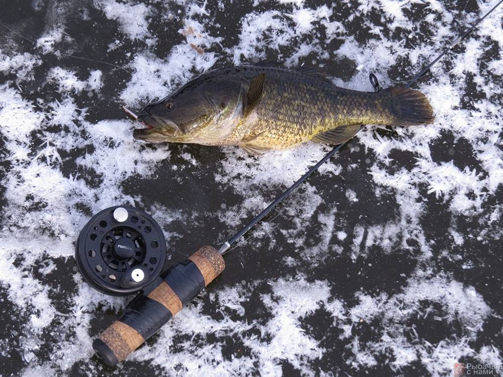 Как ловить ротана зимой: особенности зимней рыбалки