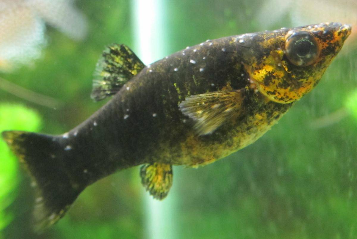 Манка (ихтиофтириоз) у аквариумных рыб: фото, лечение и профилактика