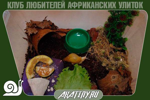 Мох сфагнум: фото, где растет и для чего используют. чем полезен мох сфагнум для дачника: способы применения в саду и огороде | блог для дачника.