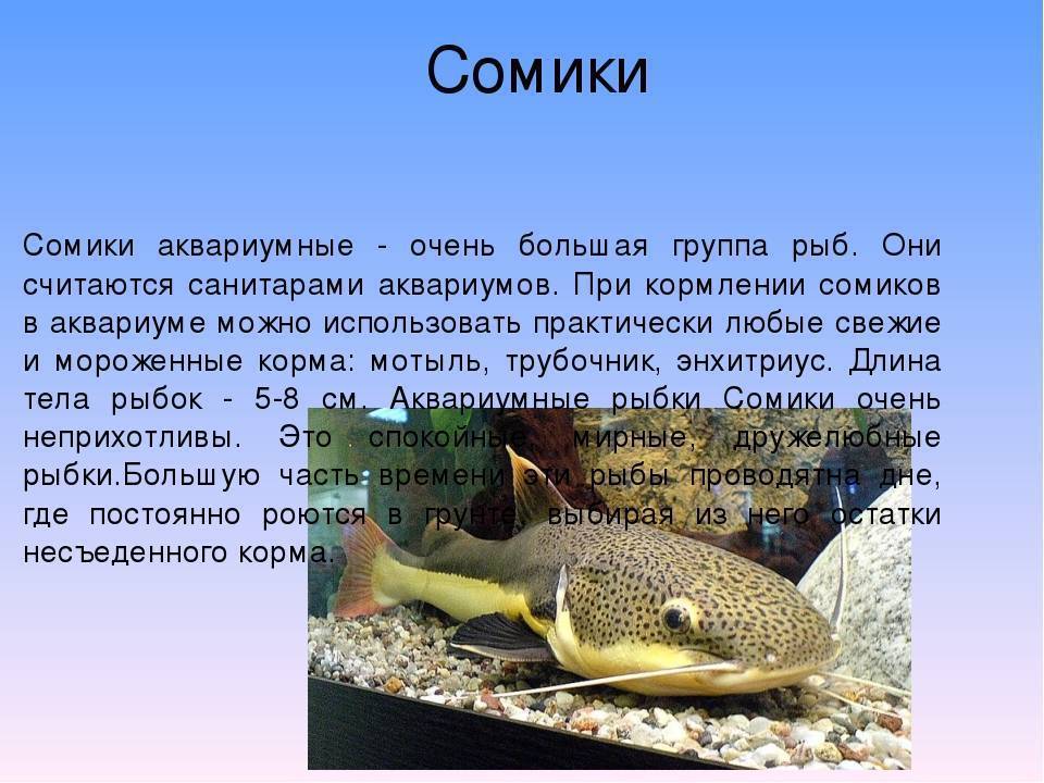 Рыба сом: описание повадок, способы ловли и особенности приготовления (100 фото)