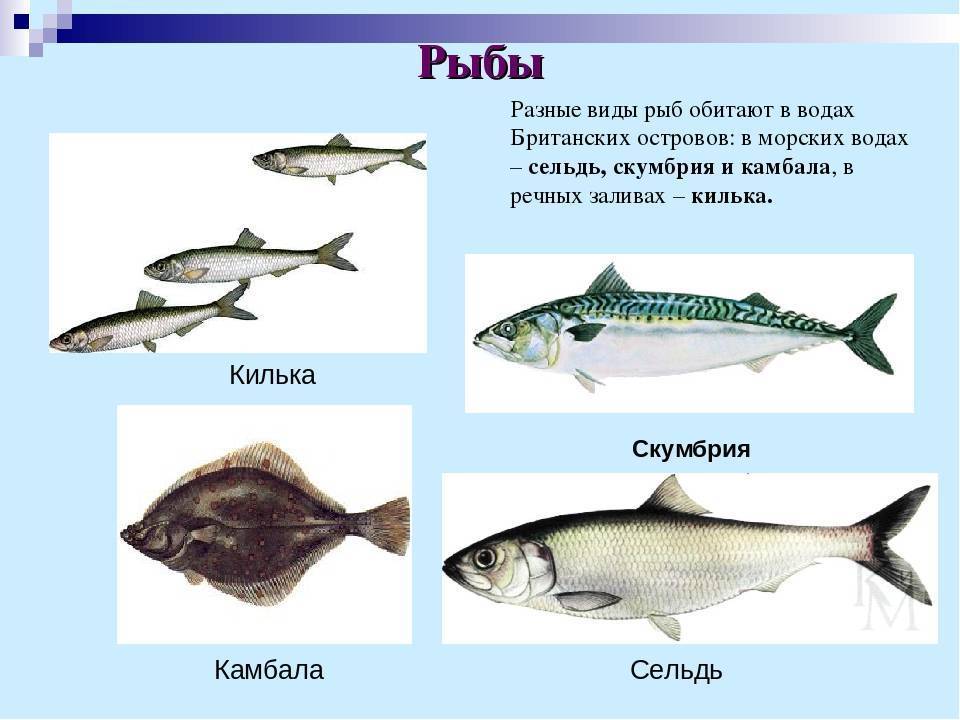 Какие рыбы водятся в воде. Виды рыб. Селедка название рыбы. Разные рыбы разные виды. Рыбы обитающие в толще воды.