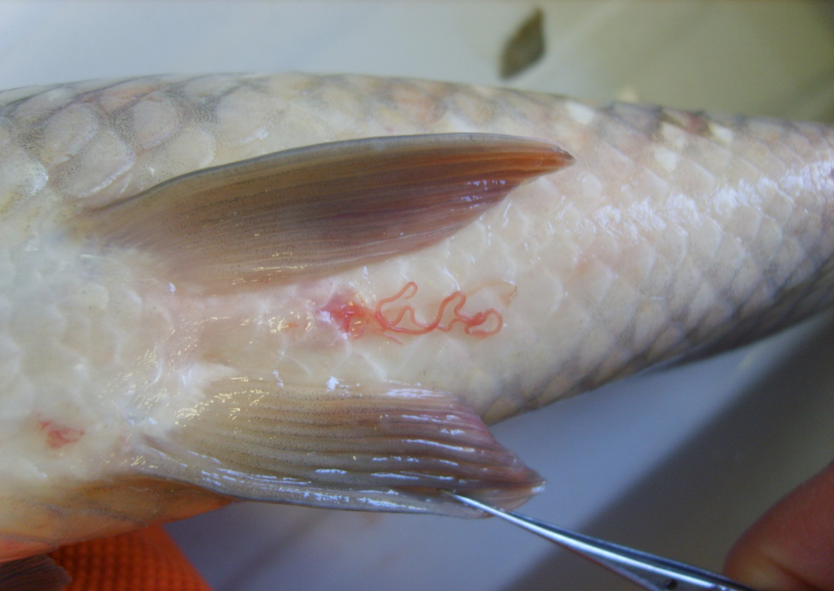Как выглядит солитер в рыбе: фото, описание, опасность для человека