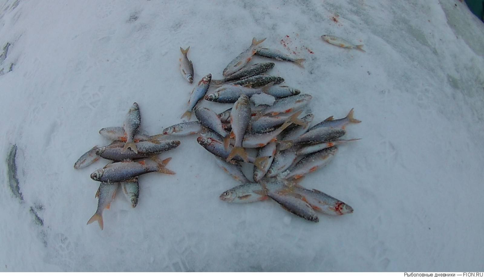 Клев на можайском водохранилище. Можайское водохранилище зимняя рыбалка. Можайское водохранилище Красновидово. Можайское водохранилище рыбалка Красновидово. Цветковский Можайское водохранилище.