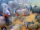16 видов аквариумных апистограмм с фото и описанием, содержание