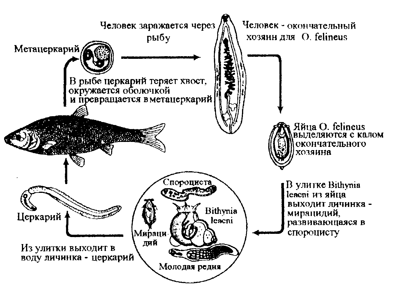 Какой цифрой обозначено на рисунке яйцо паразита