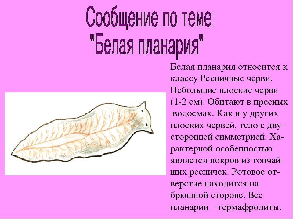 Жизнь белой планарии. К какому типу относится молочная планария. Молочная планария это плоский червь. Планария Тип плоские черви класс Ресничные. Молочная планария класс червей.