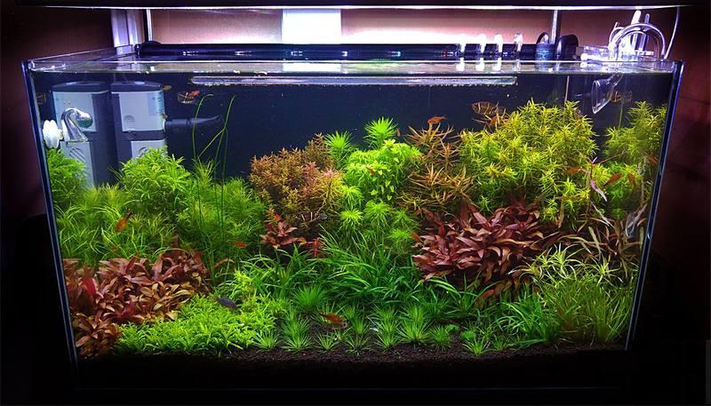 Растения для аквариума: как выбрать начинающим?