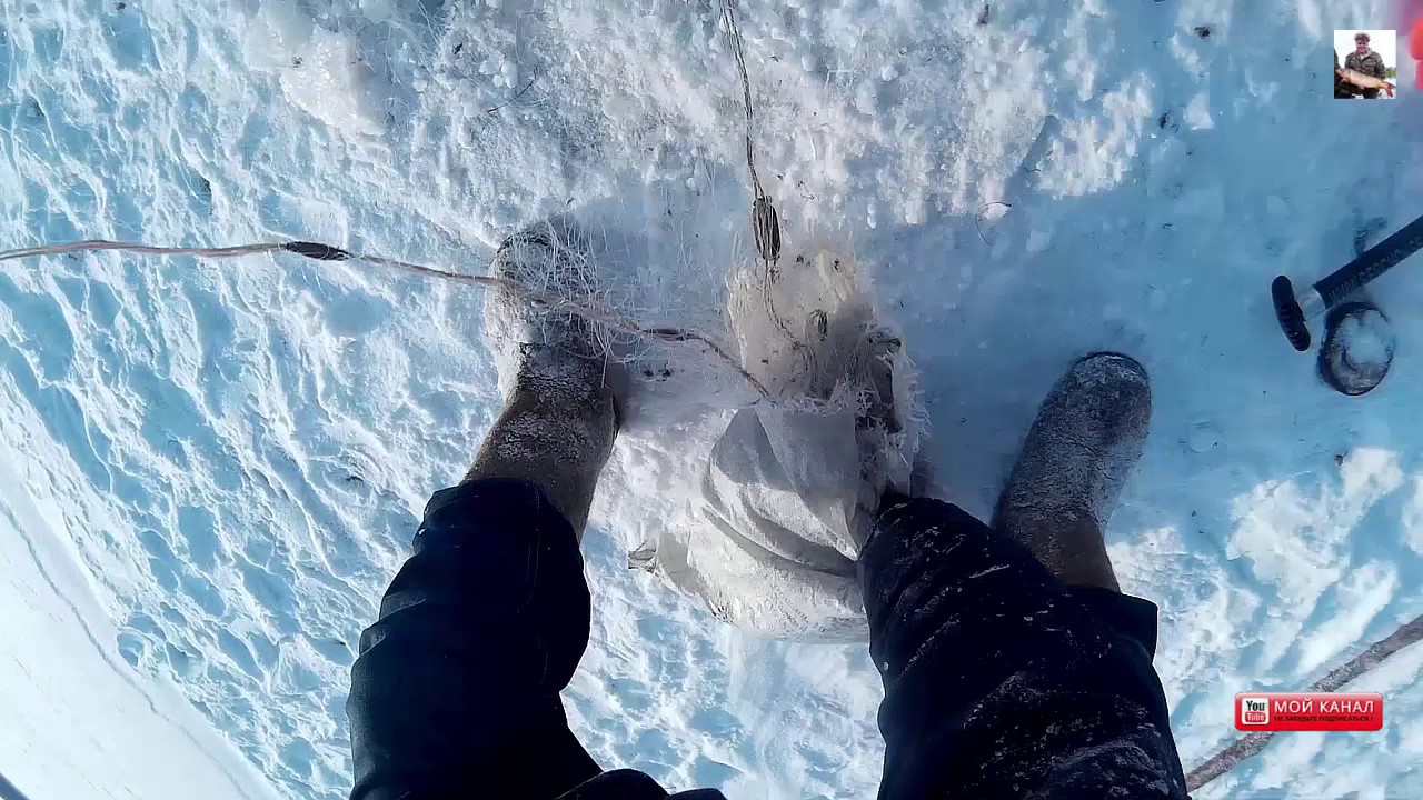 Сети зимой. Сеть под лед. Сети подо льдом. Сети зимой под лед. Ловля сетями зимой подо льдом.