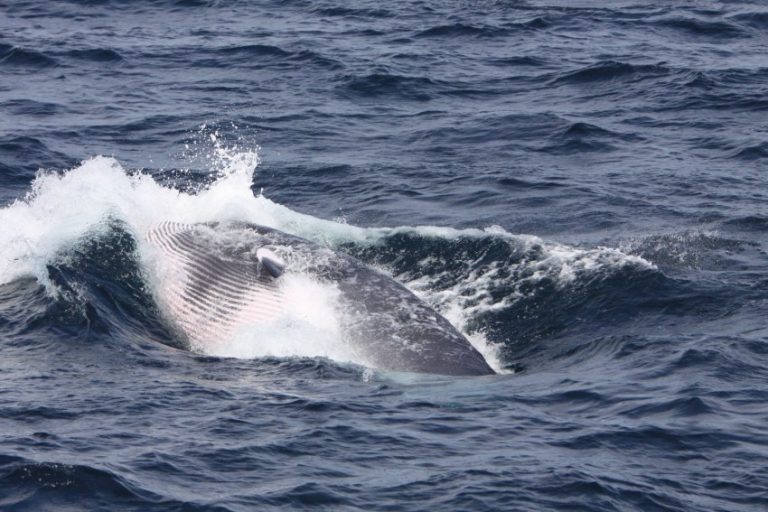 Разнообразие китов. синий кит – самый крупный представитель