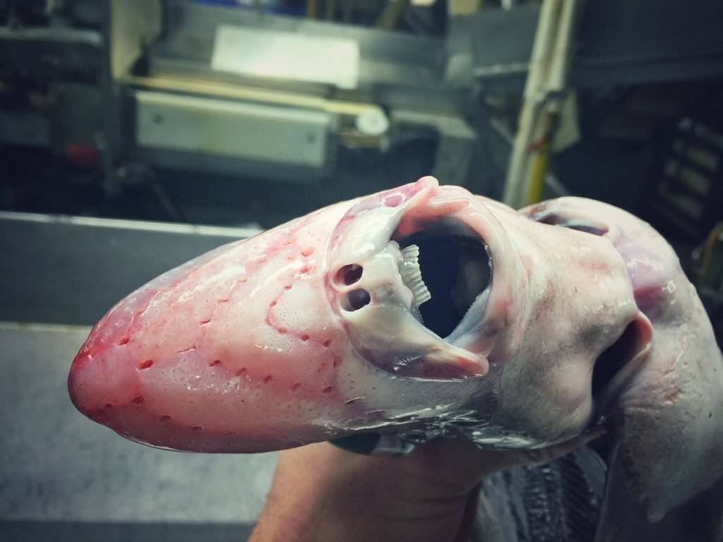 Особенности рыбы-удильщика, или так ли страшен морской черт?