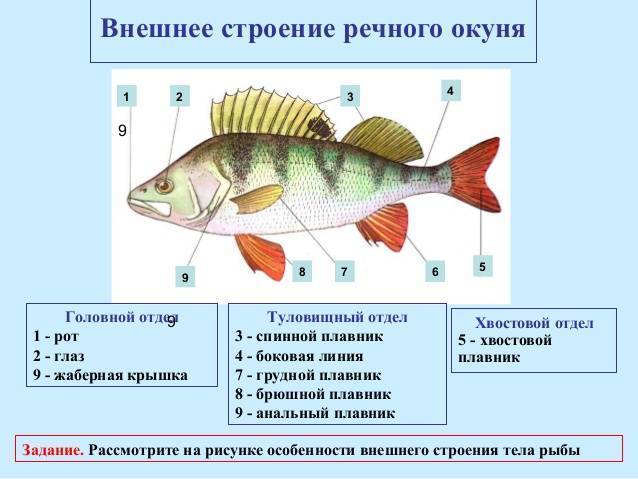 Рассмотрите плавники как они расположены сколько их подпишите на рисунке названия плавников