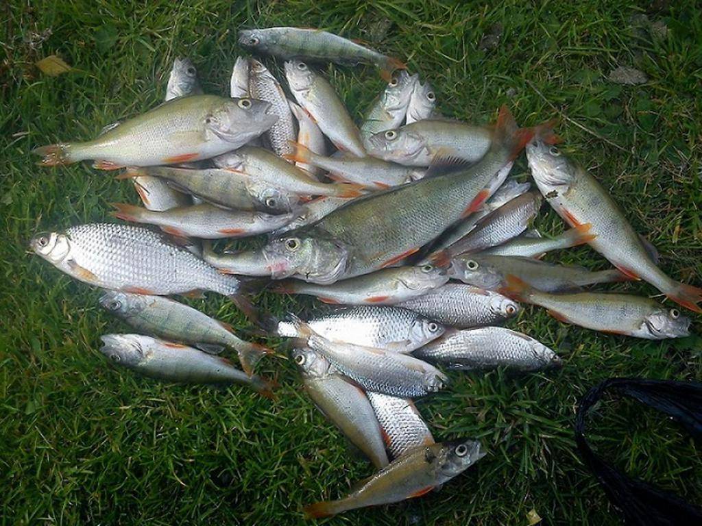 Рыбалка на заславском водохранилище (минское море)