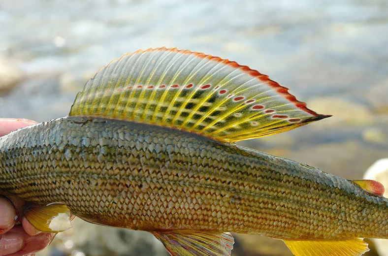 Рыба хариус: как выглядит, когда проходит нерест, полезные свойства