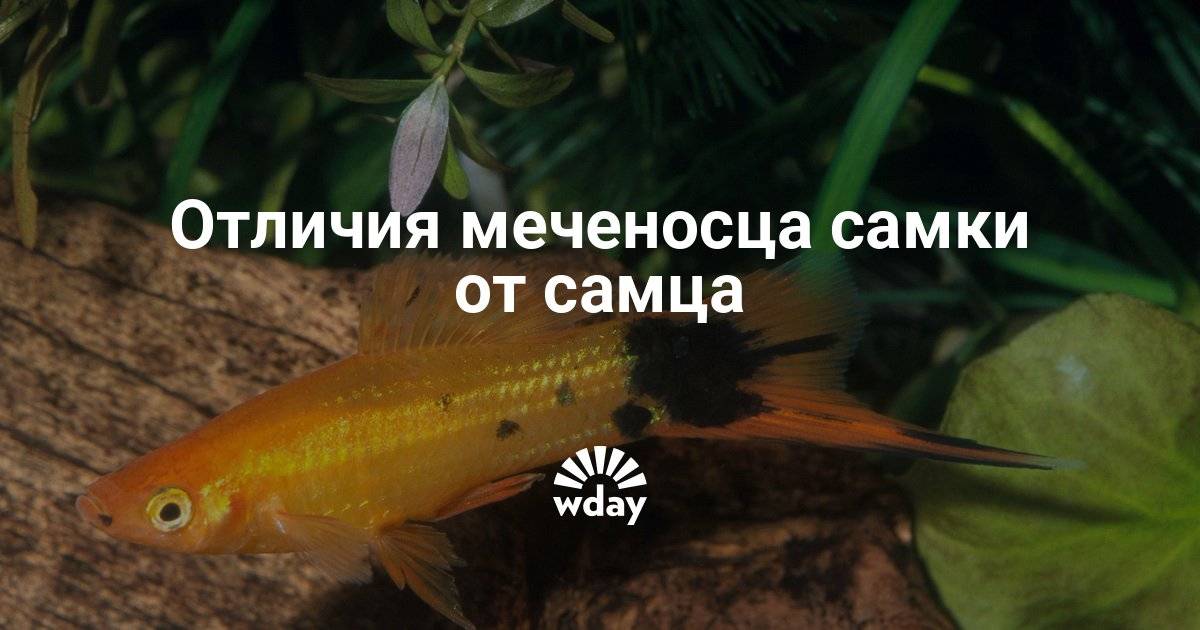Меченосец радужный