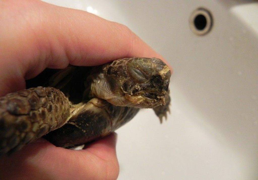 Почему красноухая черепаха не ест и что делать - zverki.click - домашние животные
