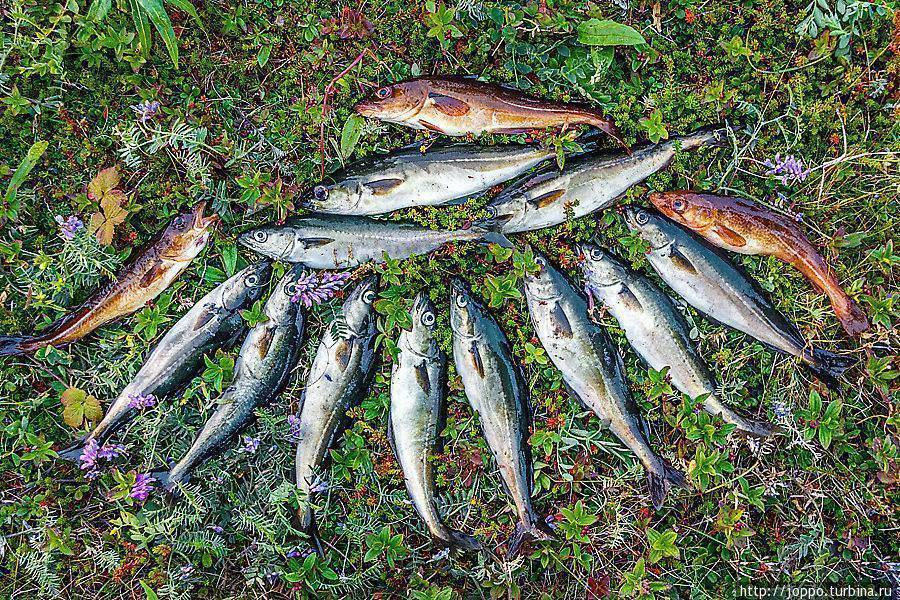 Рыбалка в баренцевом море на треску | баренс