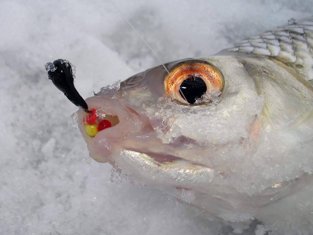 Ловля на безмотылку зимой различной рыбы, секреты игры
