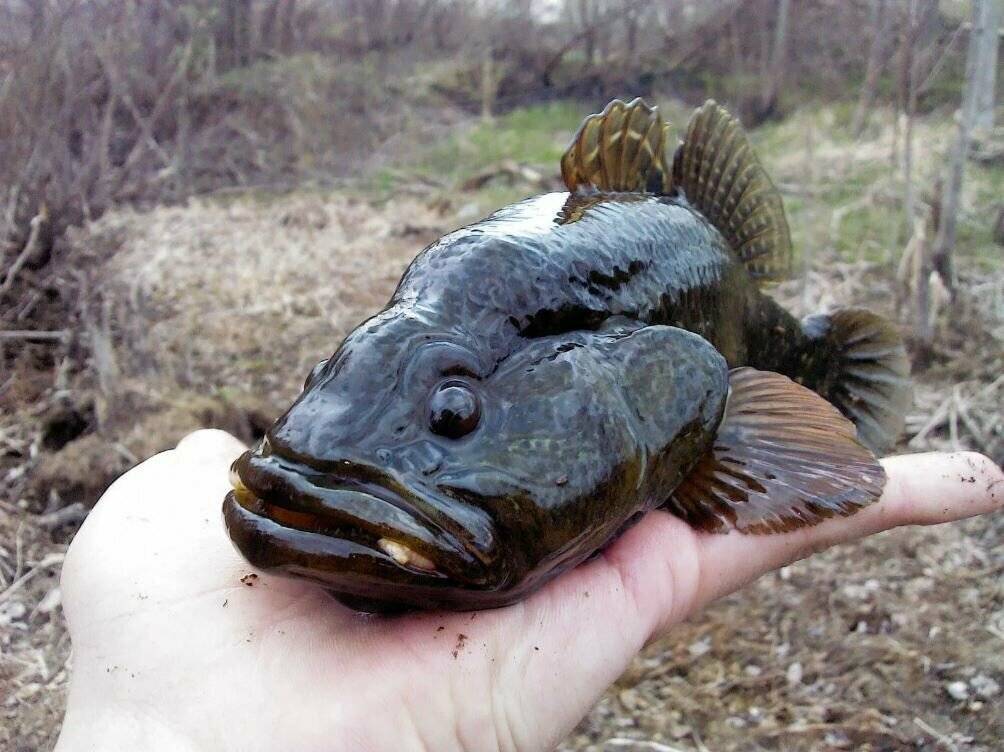 Рыба ротан съедобная или нет?