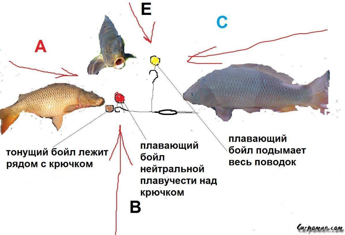 Какая должна быть длина волоса при ловле карпа