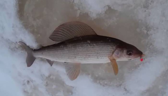 Рыбалка в кемеровской области - читайте на сatcher.fish