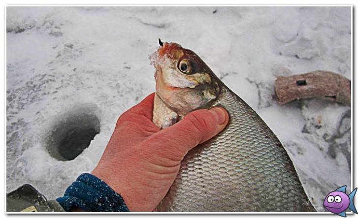 Ловля на черта зимой (видео) | зимняя рыбалка с чертиком