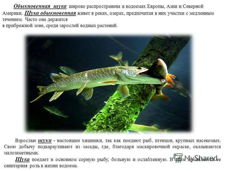Рыба щука: описание и искусственное разведение