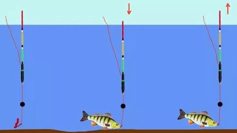 Как правильно огрузить поплавок для маховой и болонской удочек на карася, леща и других рыб