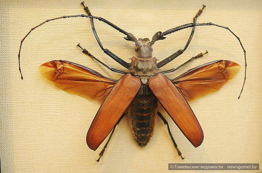 Муха цикада – фото и описание