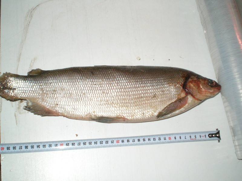 Рыба хек: фото и описание, где водится, среда обитания