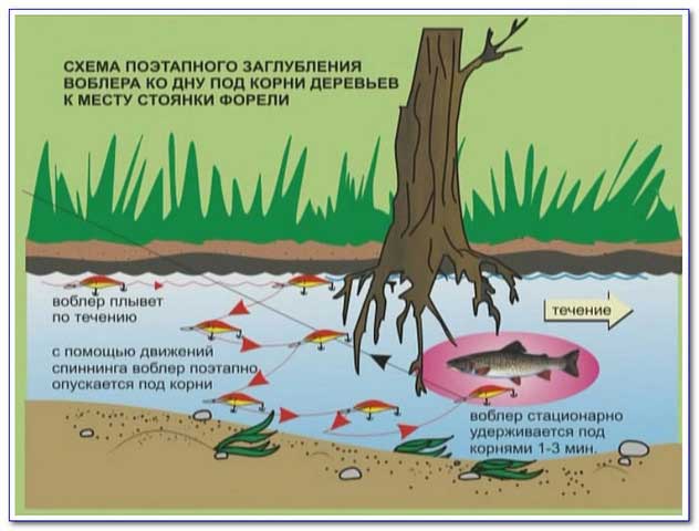 Как приготовить тесто для ловли форели