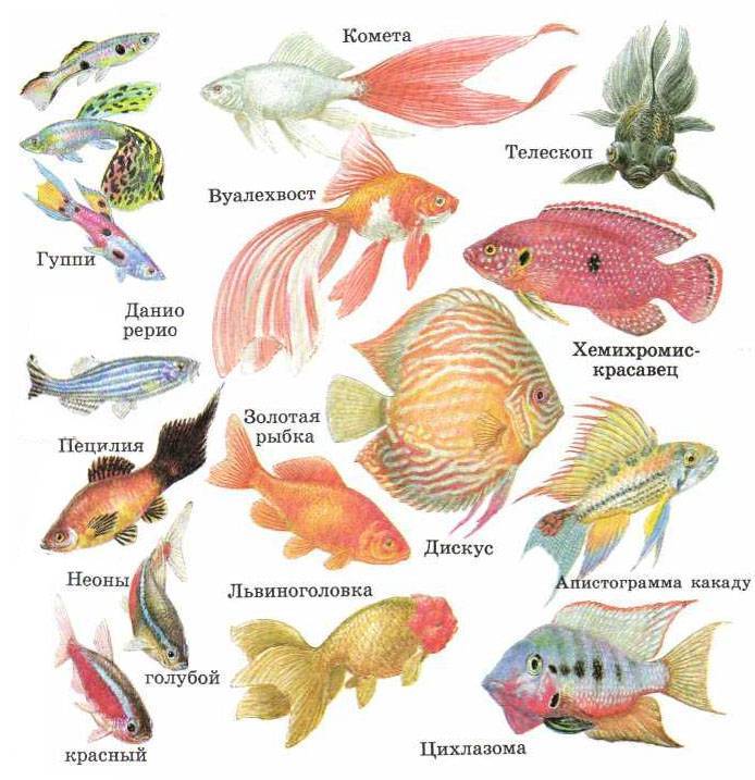 Занятия аквариумные рыбки. Разновидности аквариумных рыбок с названиями. Породы аквариумных рыб с фотографиями и названиями. Аквариумные рыбы список с названиями. Аквариумные рыбки картинки для детей с названиями и описанием.