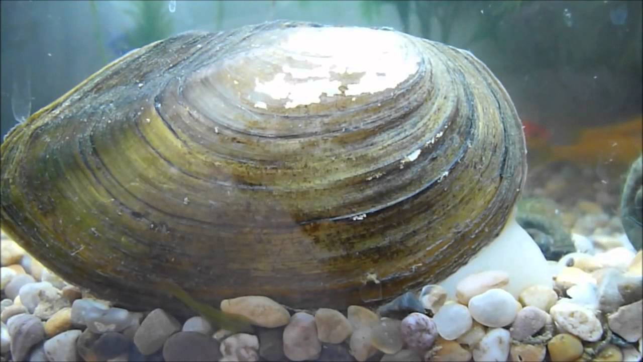 Раковины речных моллюсков фото и названия